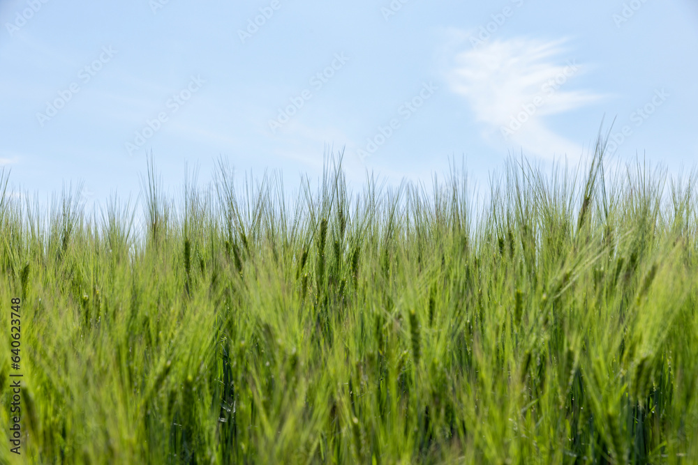 agricultural field with green cereals in summer agricultural field with green cereals in summer