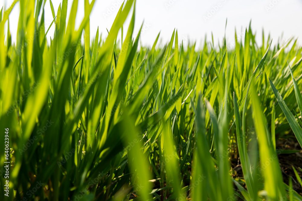 Obraz premium a new wheat crop in the spring season, new sprouts