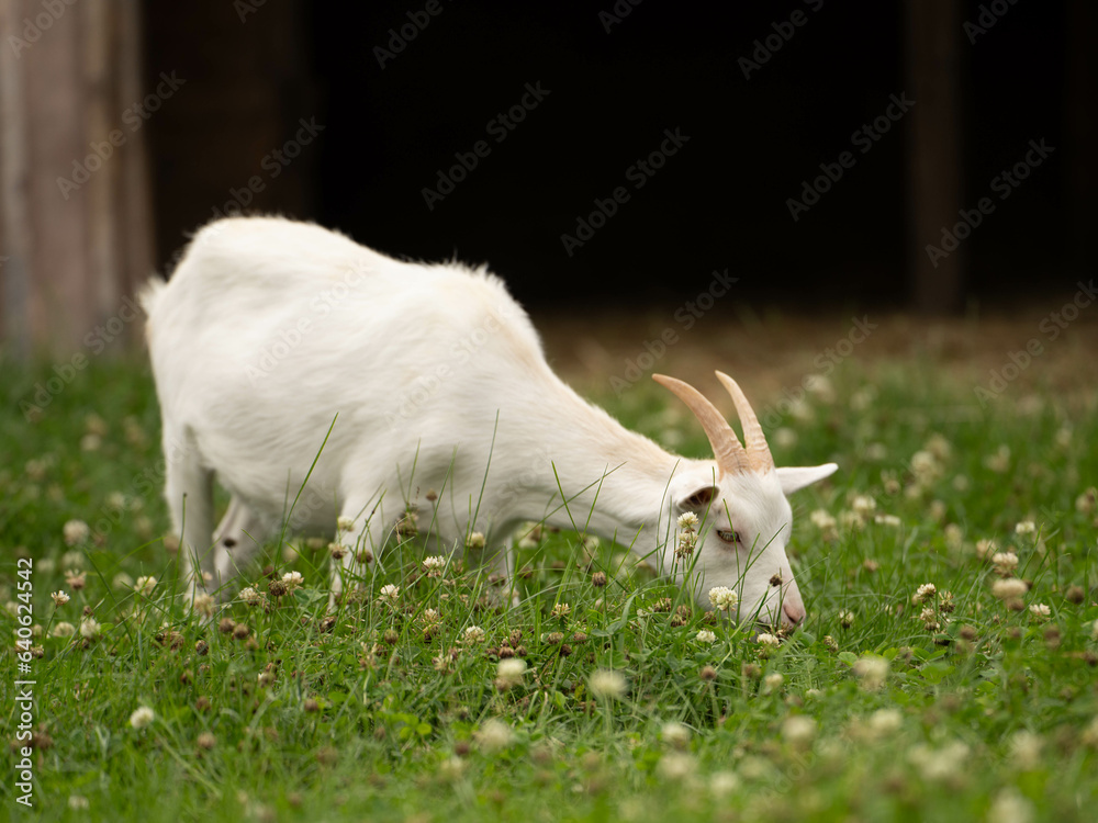 A pristine white goat, contrasting beautifully against the verdant meadow, nibbles contentedly, A pristine white goat, contrasting beautifully against the verdant meadow, nibbles contentedly,