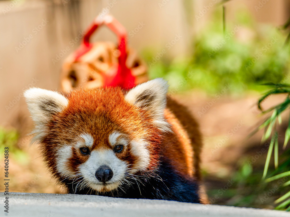 Fototapeta premium The red panda's arresting stare captivates.