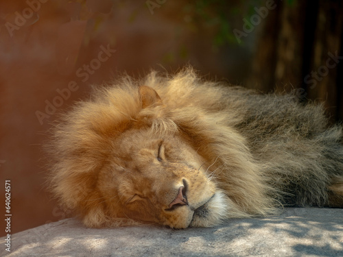 A sleeping Lion