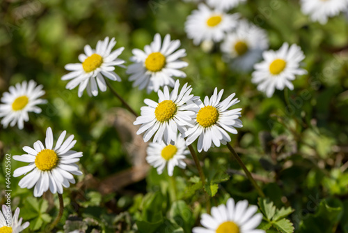 beautiful spring daisies in the green grass