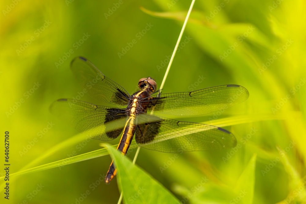 Widow Skimmer Dragonfly poses on a plant stem Widow Skimmer Dragonfly poses on a plant stem