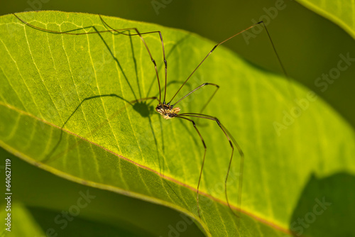 Eastern Harvestman Spider on a leaf © Judy