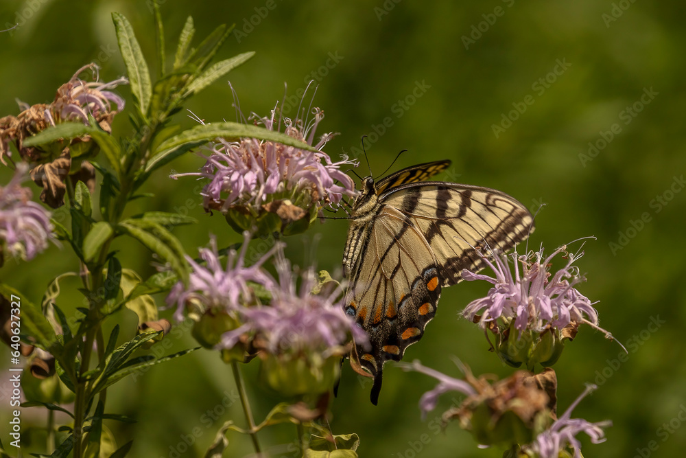 Obraz premium Yellow Swallowtail Butterfly gathers nectar from a Wild Bergamot flower