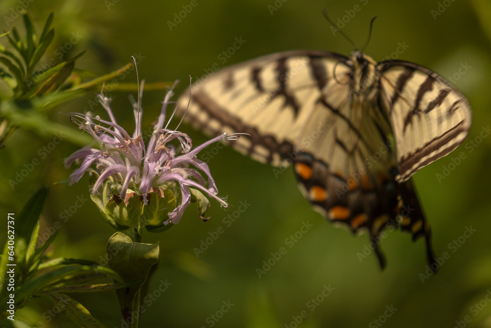 Fototapeta premium Yellow Swallowtail Butterfly flies away from a Wild Bergamot flower