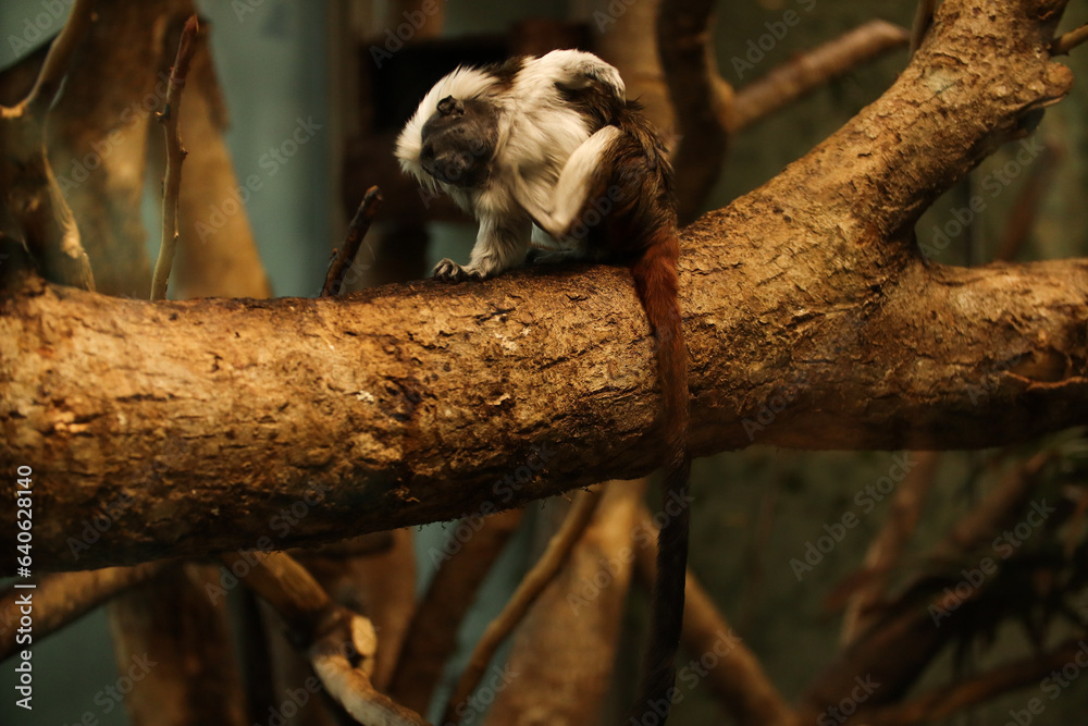 Fototapeta premium Little marmoset monkeys. Posing for a photo. Wild park. Contact with animals.