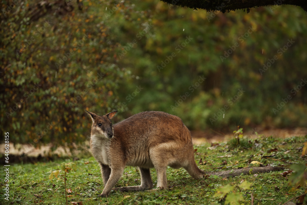 A small kangaroo on the grass, looking for food in the rain. Posing for a photo. Wild park. Contact with animals. A small kangaroo on the grass, looking for food in the rain. Posing for a photo. Wild park. Contact with animals.