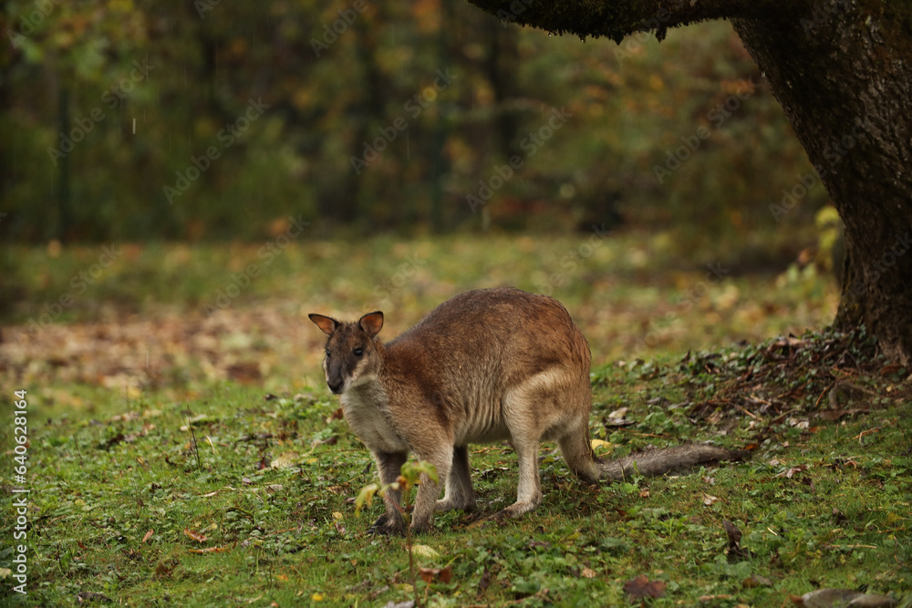 A small kangaroo on the grass, looking for food in the rain. Posing for a photo. Wild park. Contact with animals. A small kangaroo on the grass, looking for food in the rain. Posing for a photo. Wild park. Contact with animals.