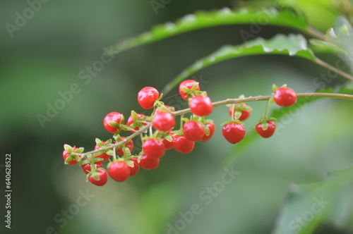 Wild red berries (Rivina humilis) 