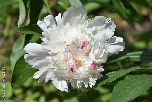 Fototapeta Naklejka Na Ścianę i Meble -  White Peony Blossom with Streaks of Red In it