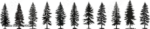 set of vector christmas tree silhouettes  traced outline  detailed silhouette of fir trees.