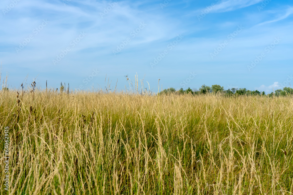 Wild grass on the countryside field in Poltava region. Summer ukrainian landscape.
