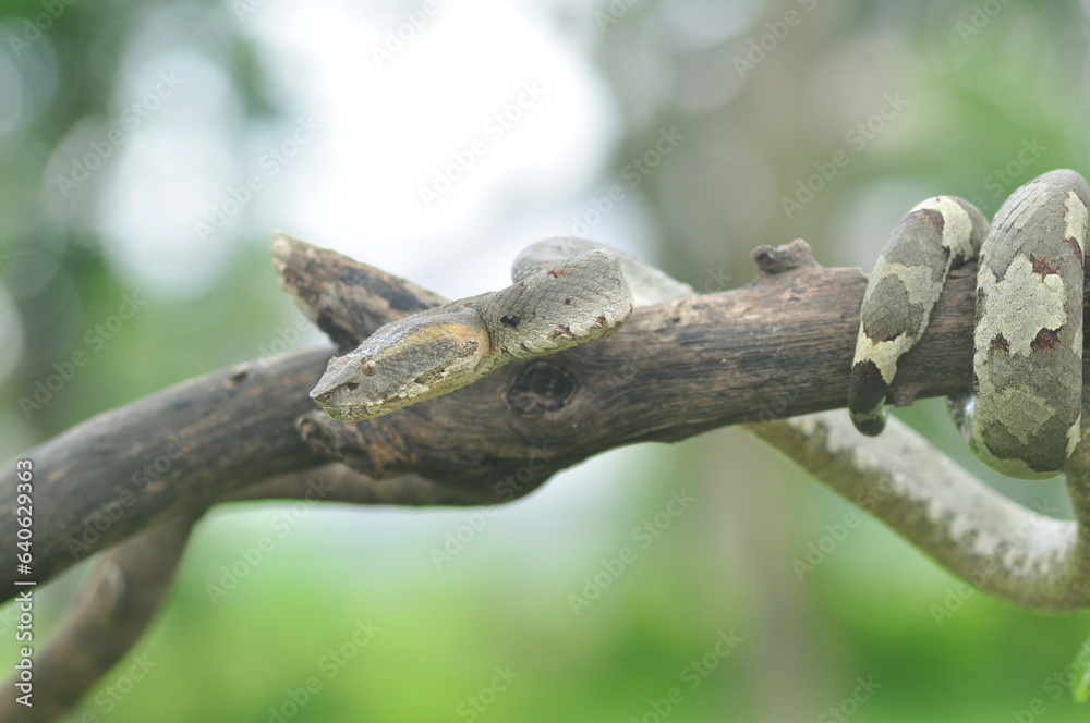 Trimeresurus Puniceus snak on branch Trimeresurus Puniceus snak on branch