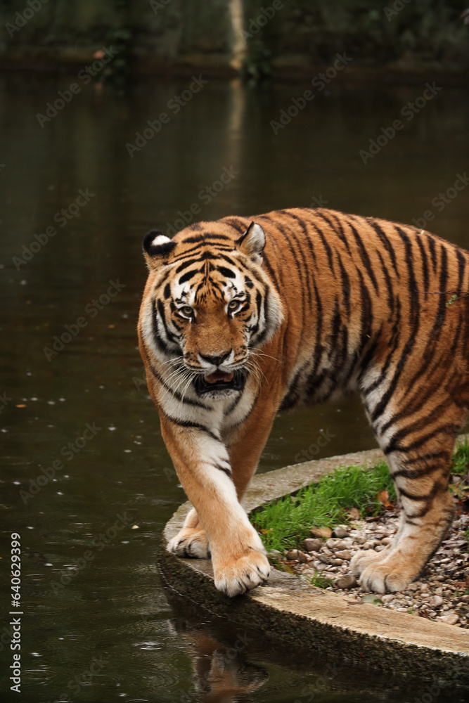 Naklejka premium A tiger walks near a lake in the forest. autumn Posing for a photo. Wild park. Contact with animals.
