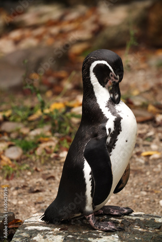 Penguins in the park with yellow leaves. autumn Posing for a photo. Wild park. Contact with animals.