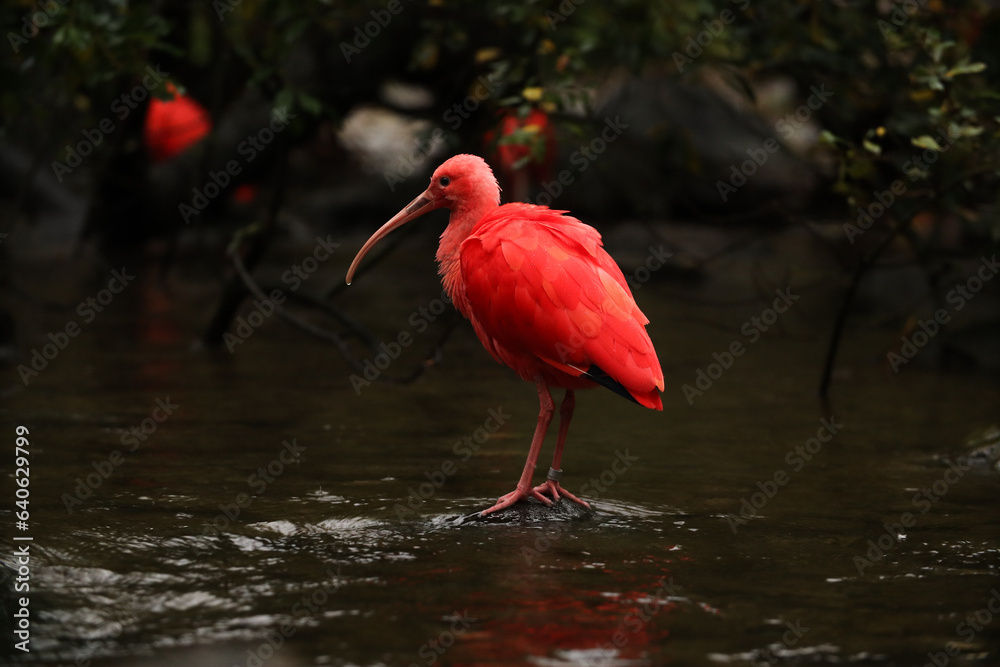 Naklejka premium Red ibis in the river in the park with yellow leaves. autumn Posing for a photo. Wild park. Contact with animals.