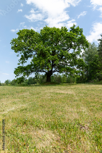 old tall oak with green foliage during drought