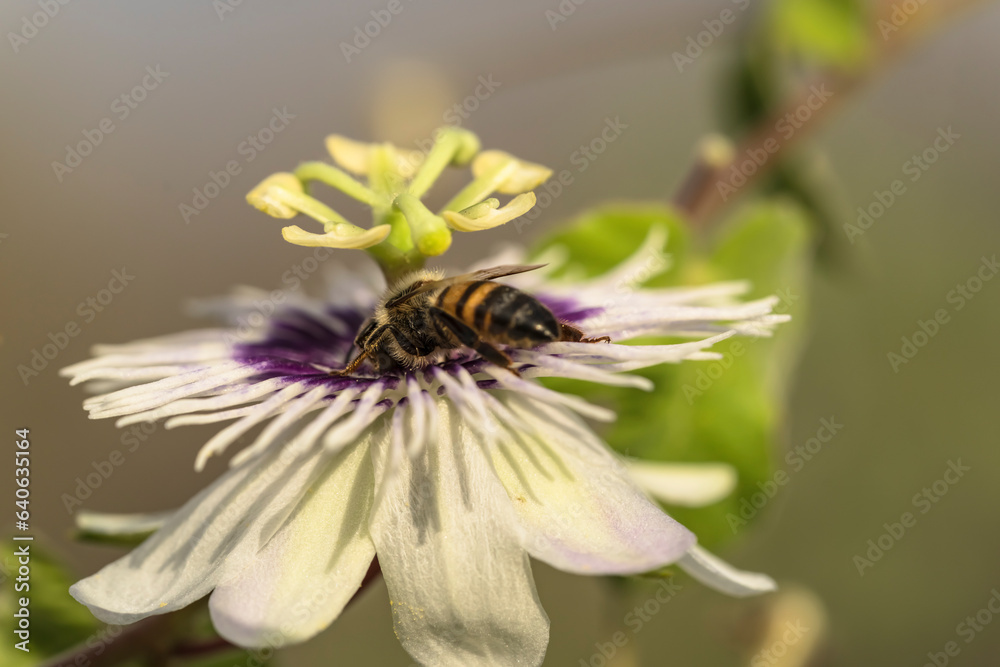 Wildlife close-up: Bee on a passion flower Wildlife close-up: Bee on a passion flower