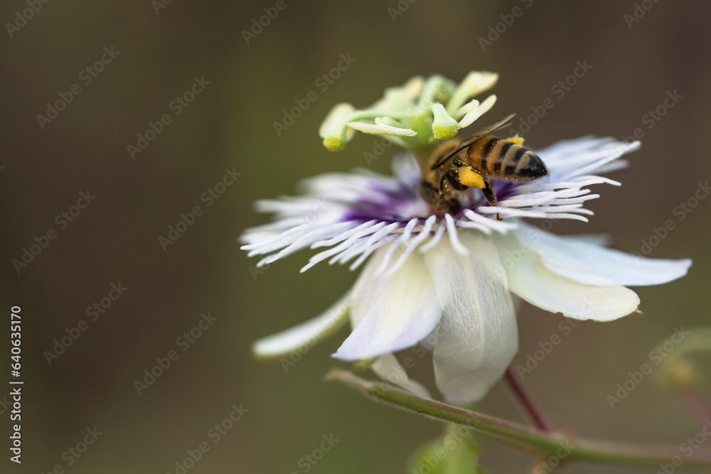 Wildlife close-up: Bee on a passion flower Wildlife close-up: Bee on a passion flower