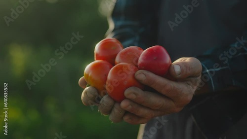 Male organic farmer picking tomatoes on a plantation. Farmer's hands with freshly picked tomatoes. Freshly picked tomatoes in hand. Gardening tomatoes outdoors. Farmer's hands with harvest of tomatoes photo