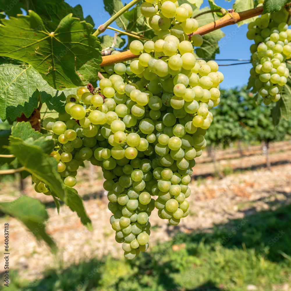 Ripe yellow grapes hang in the sun on the bush Ripe yellow grapes hang in the sun on the bush