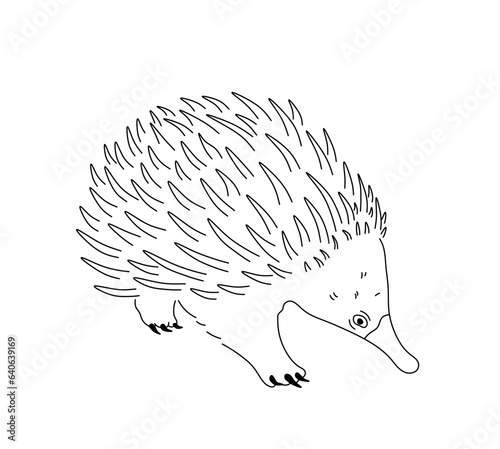 Vector isolated one single echidna hedgehog side view  colorless black and white contour line easy drawing