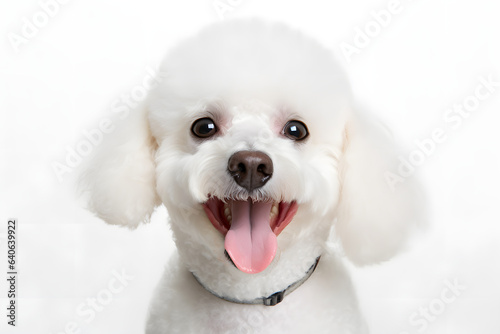 portrait of a white poodle