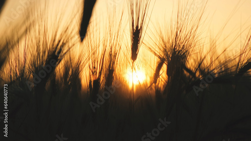 Spikelets of high-yielding wheat  remaining in the wind at sunset  close up. Grain harvest ripens on the field. Working in an agronomic farm doing business and producing organic eco-bio food.