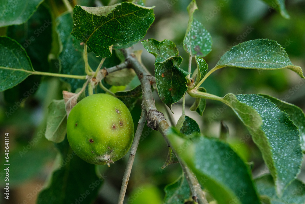 Obraz premium Close up shot of a diseased apple tree with an unripe fruit.