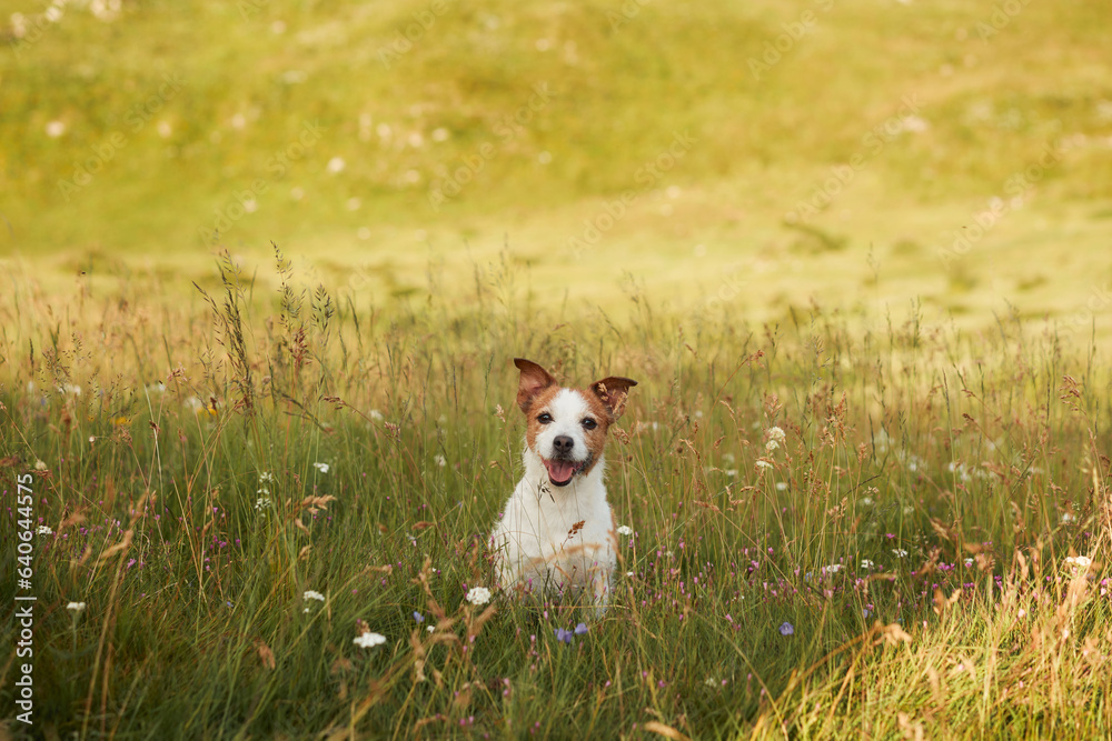Jack Russell Terrier in the field. Funny pet in nature in autumn nature
