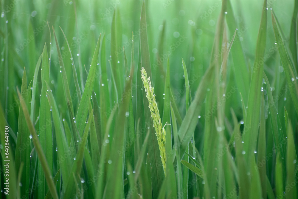 Obraz premium Paddy grass field in dew drops
