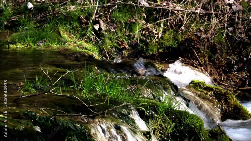 Dipper near by a stream Dipper near by a stream