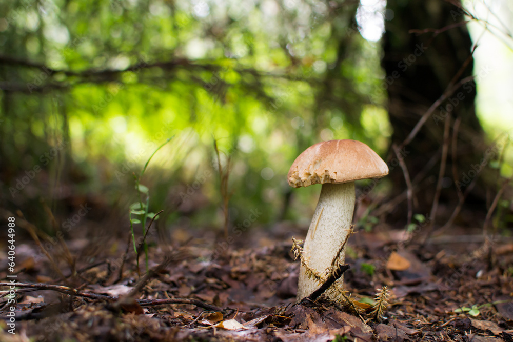 Fototapeta premium Boletus mushroom with a white cap in the grass under a tree.
