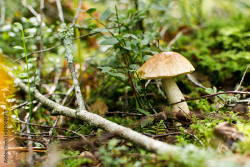 Boletus mushroom with a white cap in the grass under a tree.