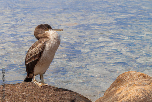 Young cormorant (Phalacrocorax carbo sinensis)