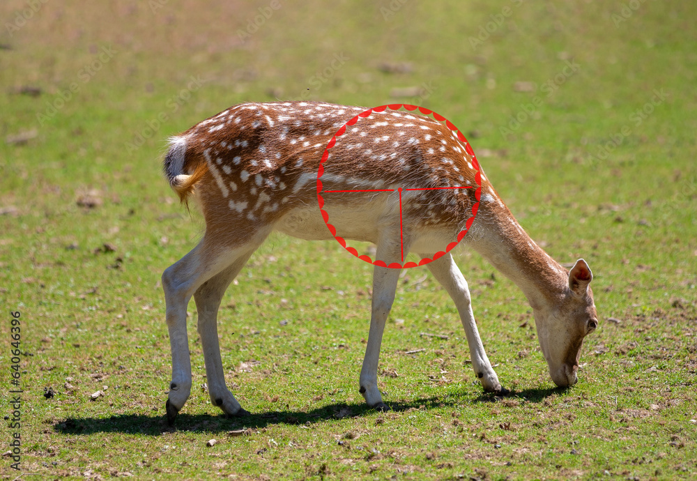 A deer targeted through the scope. The ideal point to shoot for hunting A deer targeted through the scope. The ideal point to shoot for hunting