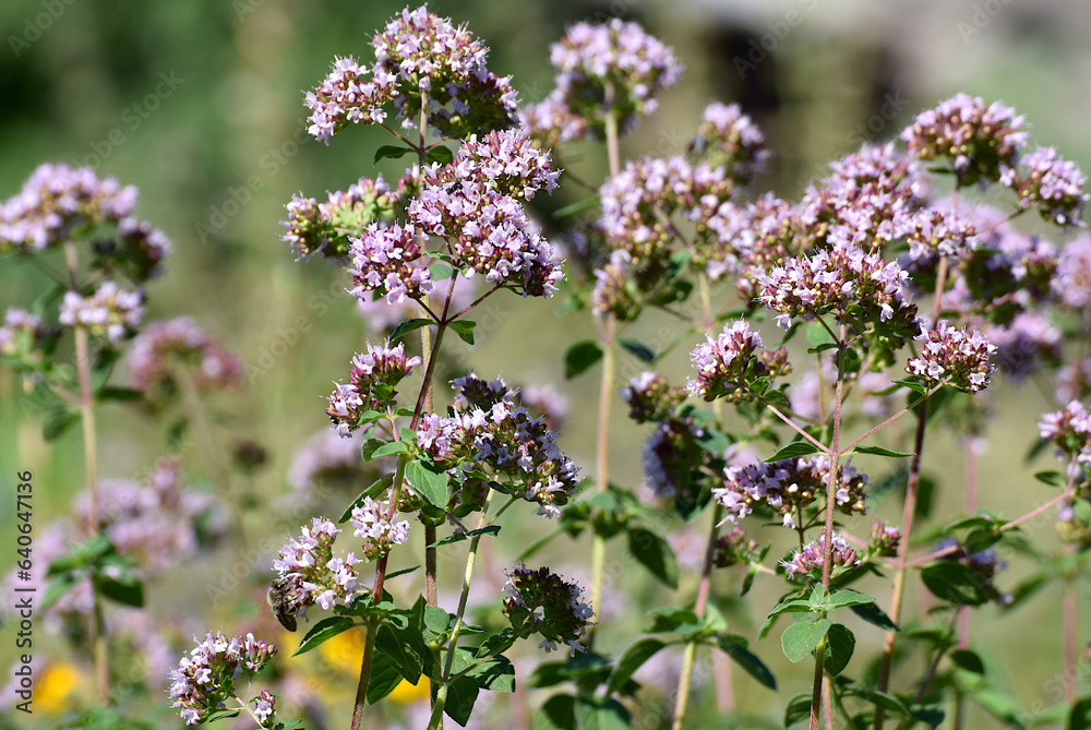 Obraz premium Thickets of oregano (Origanum vulgare).