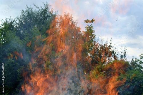Fototapeta Naklejka Na Ścianę i Meble -  High flames on the background of trees and sky.