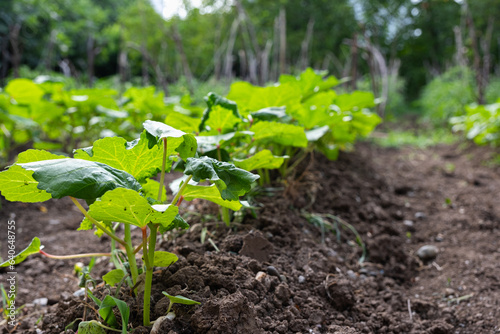 Okra plant growing in home garden. Lady finger farming on a sunny summer day, organic farming industry, close up