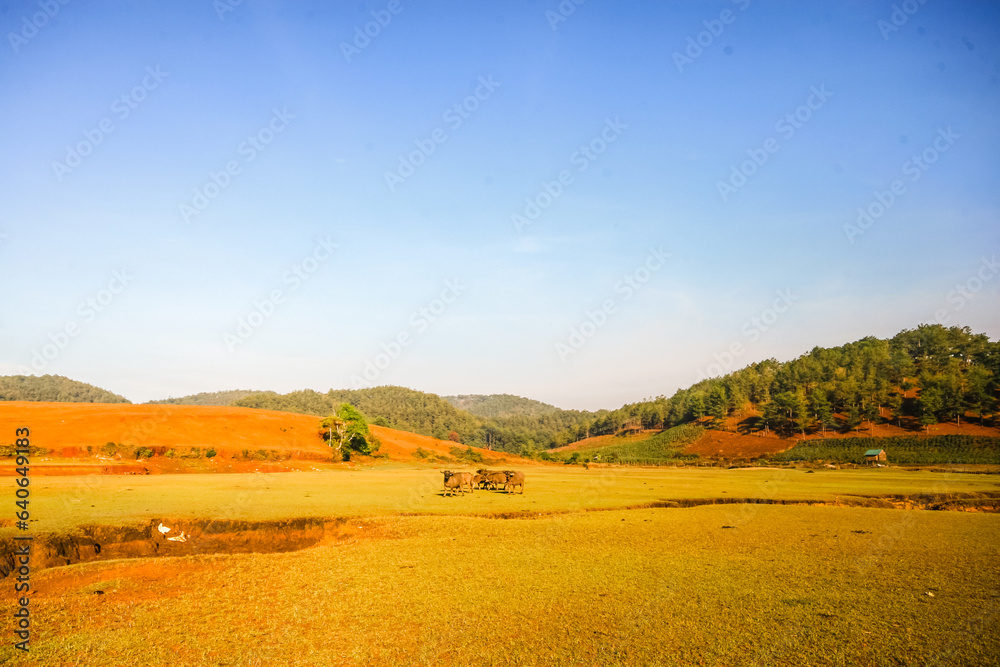 Fototapeta premium The buffalo herd is resting in life