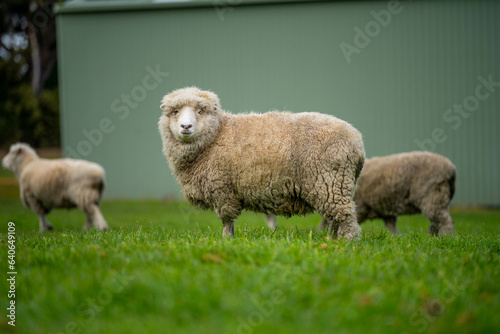 flock of sheep under gum trees in summer on a regenerative agricultural farm in New Zealand. Stud Merino sheep © Phoebe