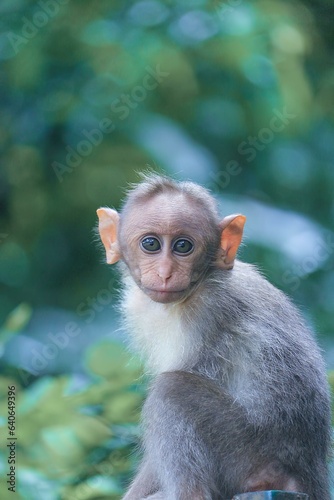 Gray Monkey Focus © Venancio