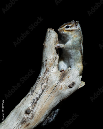 Squirrel posing on a tree trunk 
