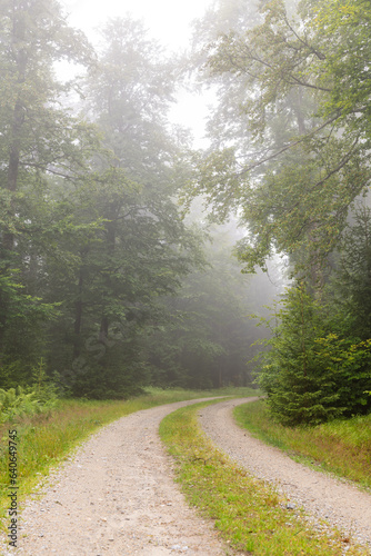 Waldweg bei Nebel