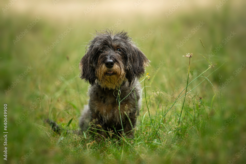 Rough haired dachshund sitting in a meadow Rough haired dachshund sitting in a meadow