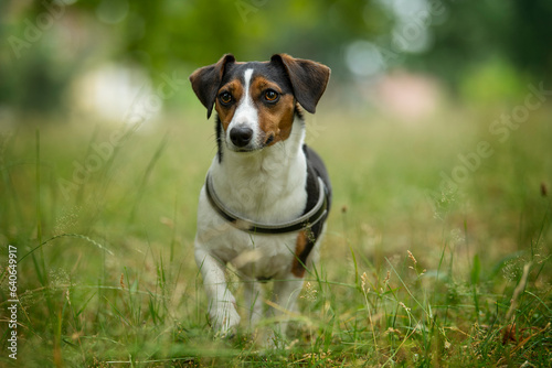 Terrier dog walks in a meadow