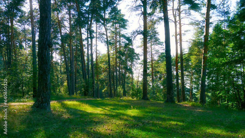 Beautiful summer landscape in a pine forest Beautiful summer landscape in a pine forest