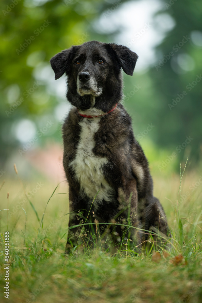 Big mixed breed dog in nature background