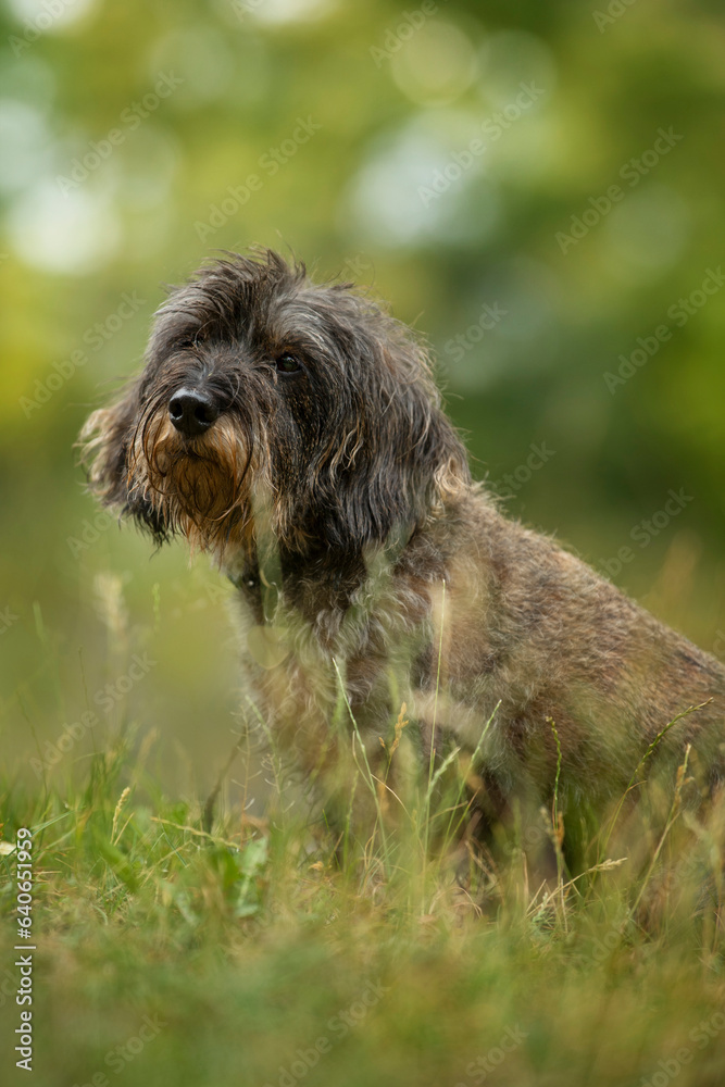 Rough haired dachshund sitting in a meadow